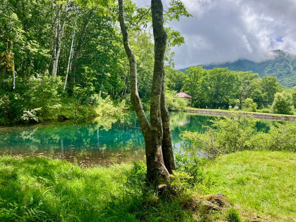Forest Healing - A Blueprint for Immersive Design 1 Forest Healing: A peaceful clearing in a forest with a pond, green grass, trees in the background