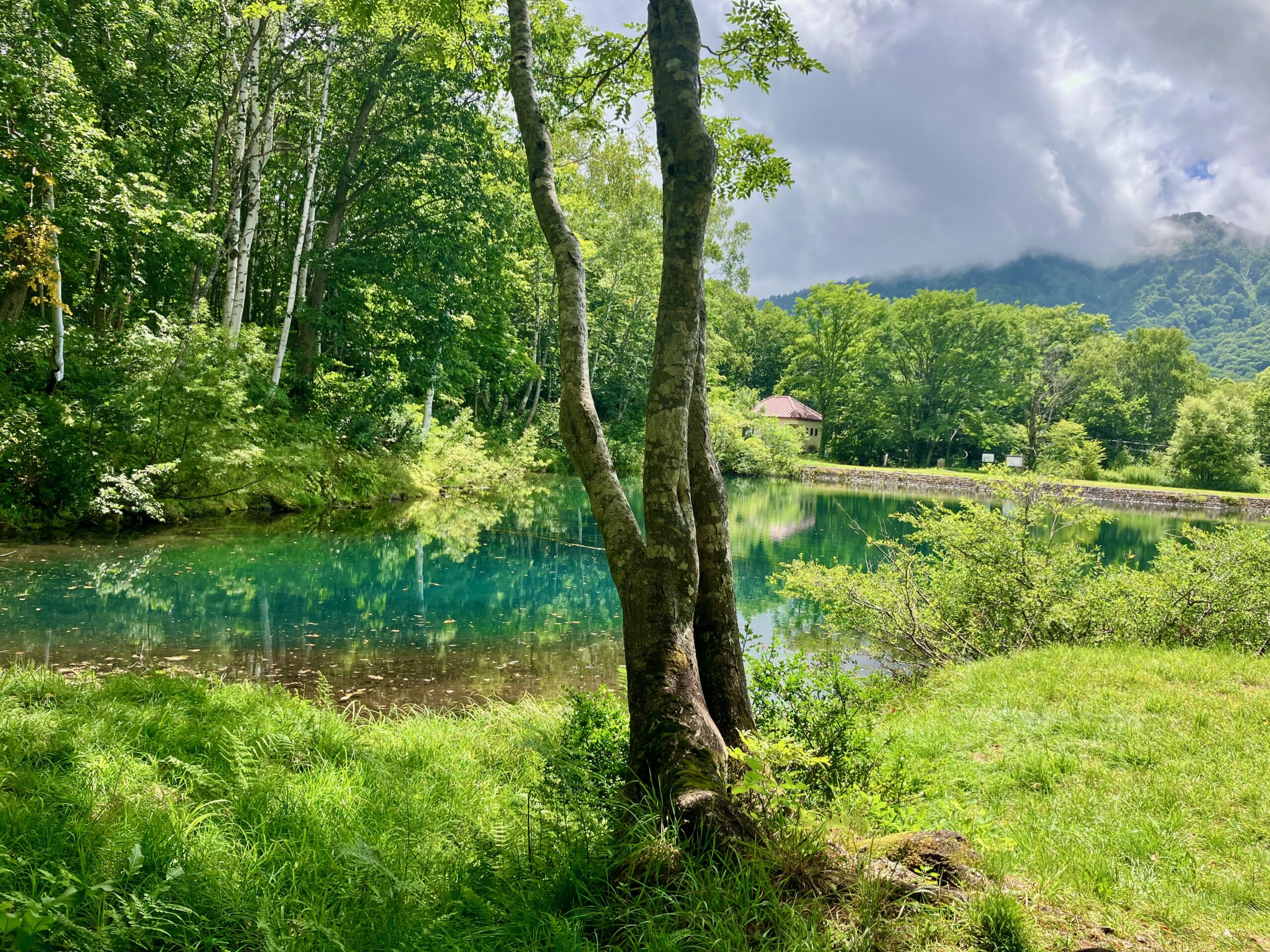 Forest Healing: A peaceful clearing in a forest with a pond, green grass, trees in the background
